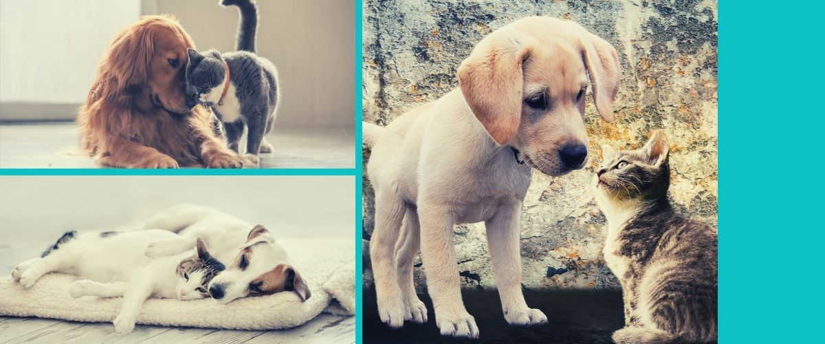 Comment adopter un chien ou un chat